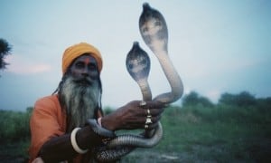 charmingsnakestwo